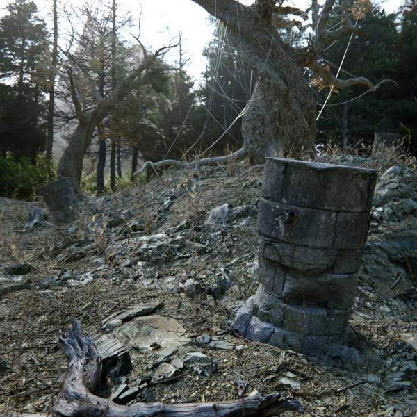 Rendered Old Tree